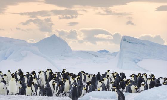 Scéna z filmu Putovanie tučniakov: Volanie oceánu