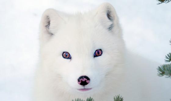 Scéna z filmu Kina a Juk: Príbeh líštičiek